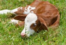 11 Irresistibly Cute Cows That Will Make Your Day