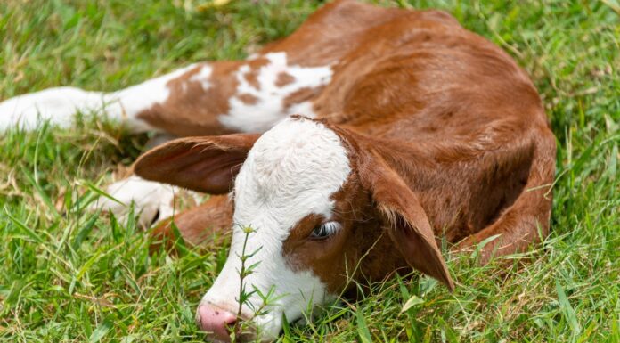 11 Irresistibly Cute Cows That Will Make Your Day