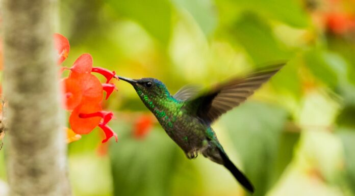Nature’s Architect: A Hummingbird That Built a Nest with a Roof!