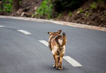 11 Years on the Streets, But This Dog’s New Life Is a Dream Come True!