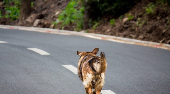 11 Years on the Streets, But This Dog’s New Life Is a Dream Come True!