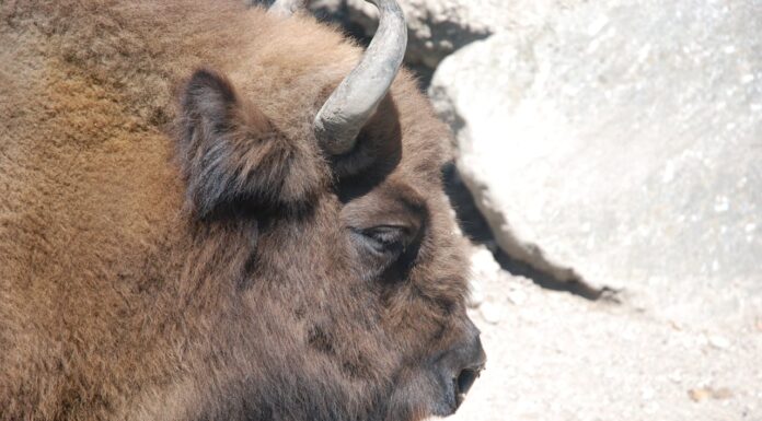 Why Everyone’s Talking About This Rare White Bison Calf