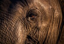 This Dog Stayed by His Elephant Friend Until the Very End