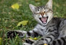 12 Unique Cat Behaviors Only Cat Owners Understand!