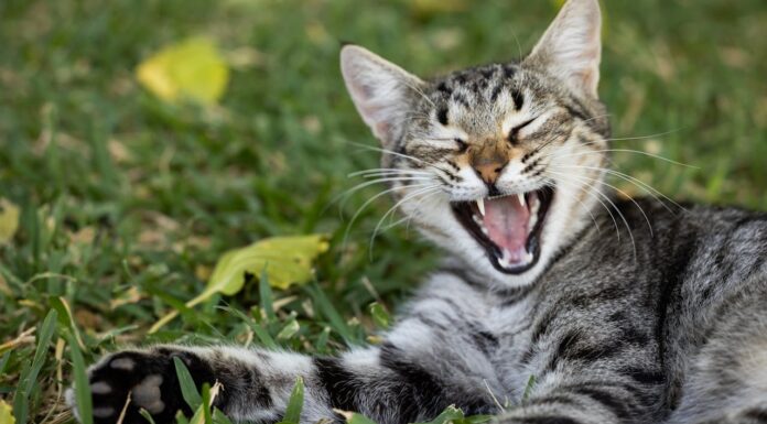 12 Unique Cat Behaviors Only Cat Owners Understand!