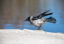 How a Stranger Saved This Majestic White Raven’s Life