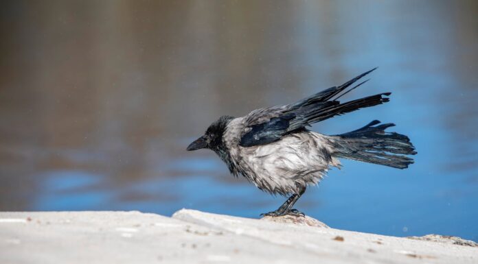 How a Stranger Saved This Majestic White Raven’s Life