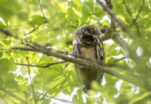 Tiny Owl Finds the Cutest Way to Stay Dry During a Rainstorm