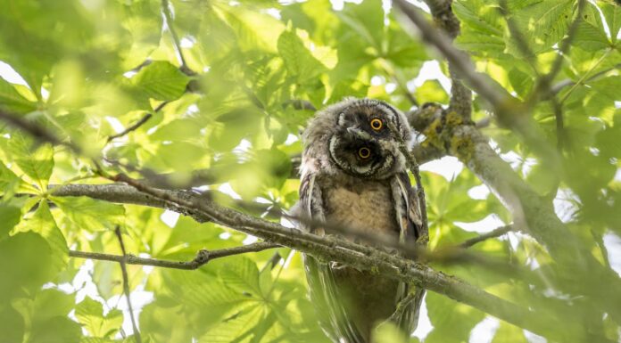 Tiny Owl Finds the Cutest Way to Stay Dry During a Rainstorm