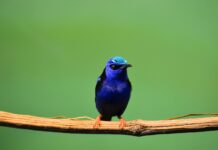 Once You See This Stunning Blue Bird, You Won’t Forget It