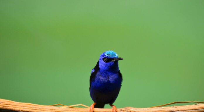 Once You See This Stunning Blue Bird, You Won’t Forget It