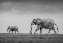 Mother Elephant Lifts Her Baby Every Time It Falls, Showing Love Knows No Bounds