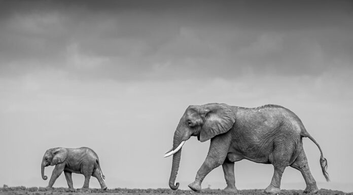 Mother Elephant Lifts Her Baby Every Time It Falls, Showing Love Knows No Bounds