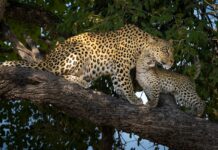 Leopard Mom’s Tender Love for Her Cub Will Change How You See Animals