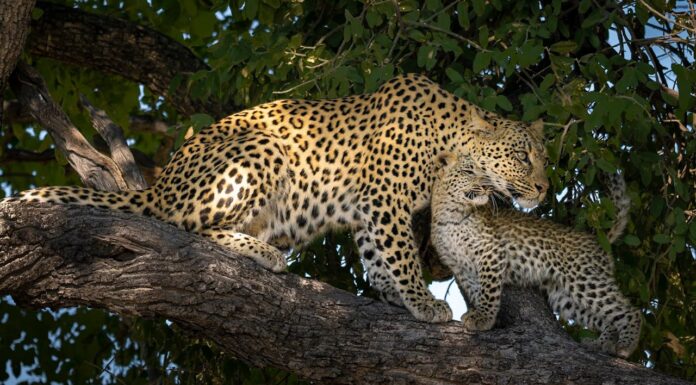 Leopard Mom’s Tender Love for Her Cub Will Change How You See Animals