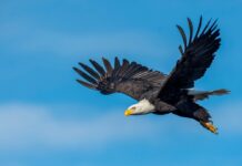 When a Crow Rides an Eagle: Nature’s Funniest Aerial Adventure