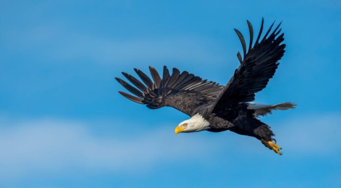When a Crow Rides an Eagle: Nature’s Funniest Aerial Adventure
