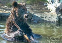 A Brown Bear’s Bath Gets Hilarious in a Russian Lake – See the Photo