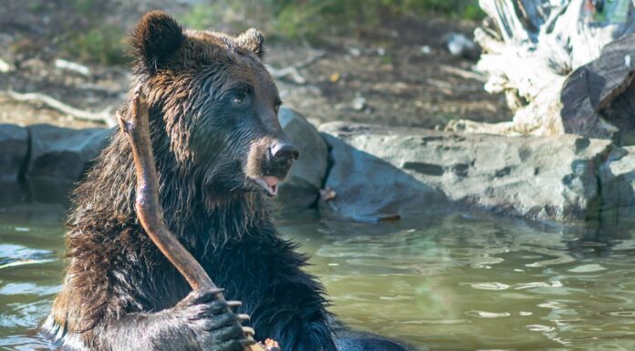 A Brown Bear’s Bath Gets Hilarious in a Russian Lake – See the Photo