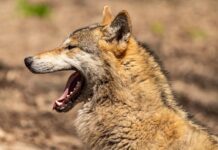 This Woman’s Love for Wolves Will Amaze You