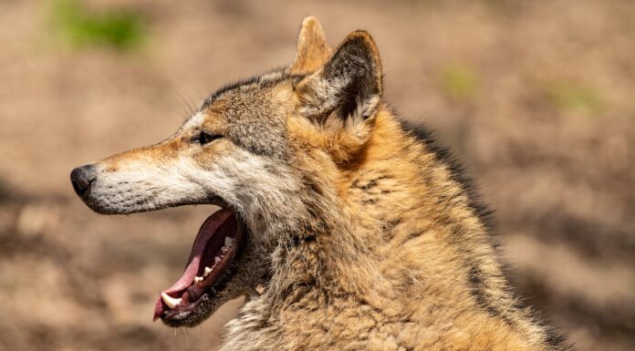 This Woman’s Love for Wolves Will Amaze You