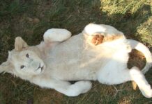Adorable Alert: These Liger Cubs Are a White Lion and Tiger’s Perfect Mix