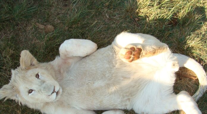 Adorable Alert: These Liger Cubs Are a White Lion and Tiger’s Perfect Mix