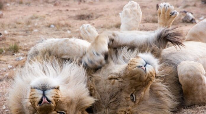 Do Lions Remember? This 7-Year Reunion Proves They Do