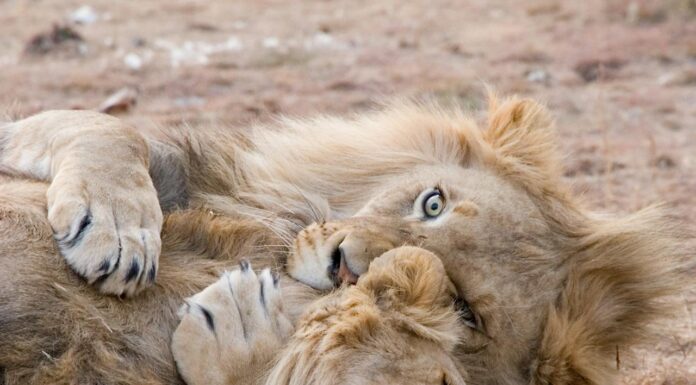 Ever Seen Lions Like This? The Masai Mara’s Funniest Duo
