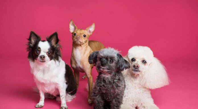 Think These Pets Are Cute? A Vet Explains the Truth