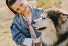 What Happens When a Husky Runs Out to Meet His Best Friend?