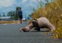When a Sloth Got Stuck on a Highway, One Officer Stepped Up to Save It
