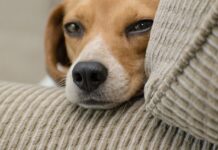 Two Kittens, One Beagle Mom: A Tale of Unlikely Love