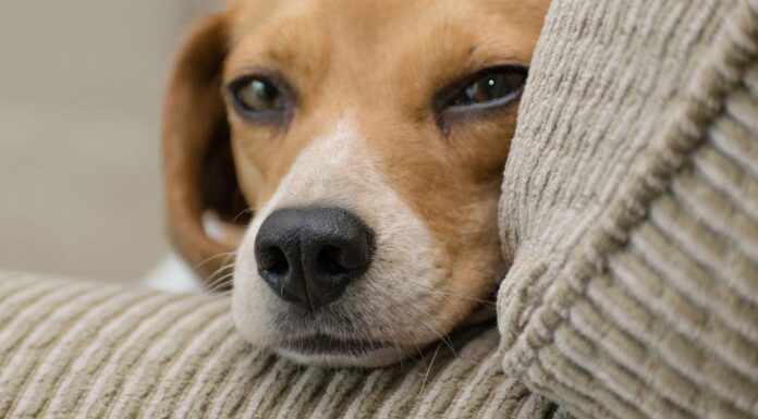 Two Kittens, One Beagle Mom: A Tale of Unlikely Love