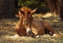 How This Brave Dog Became a Guardian Angel for a Newborn Foal
