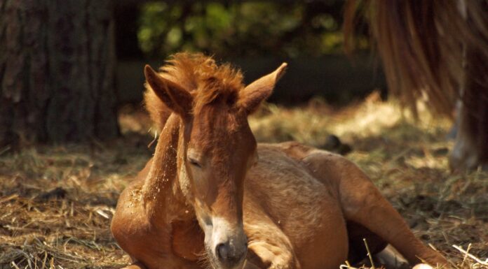 Can a Dog’s Love Save a Life? This Orphaned Foal Says Yes!