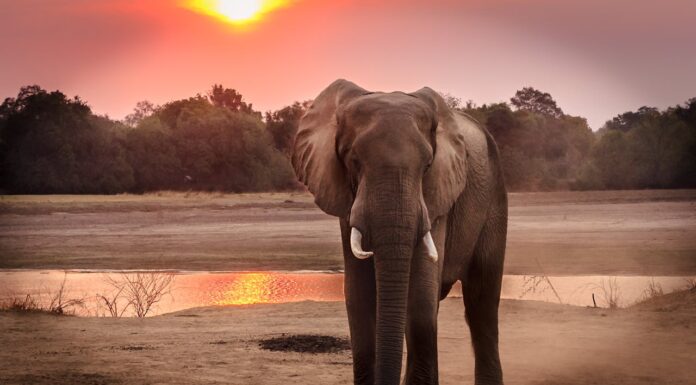 What’s Taller: A 5ft Wall or an Elephant’s Mango Obsession?