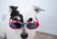 A Dog with a Cartoonish Eyebrow and Two Different Eyes? Too Cute to Miss!