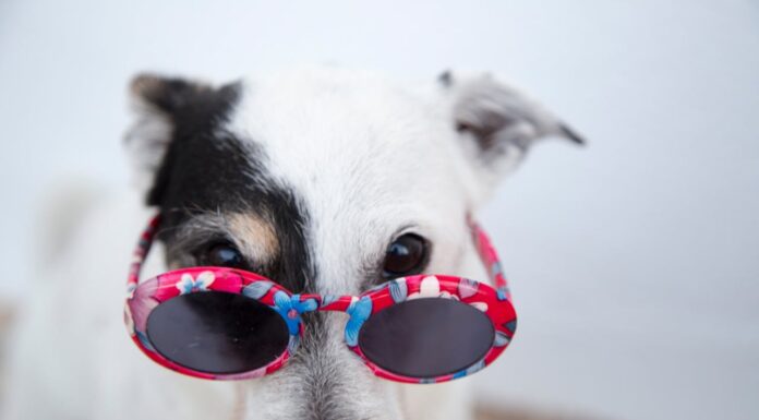 A Dog with a Cartoonish Eyebrow and Two Different Eyes? Too Cute to Miss!