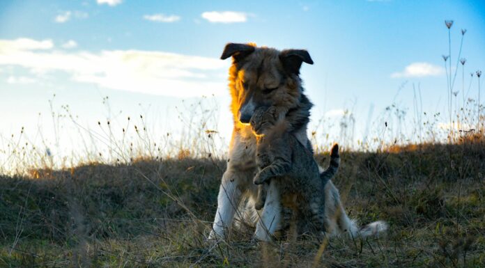 You Won’t Believe What This Dog Brought Home From Her Walk!