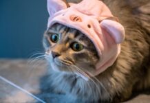 From Homeless to Famous: How One Cat’s Life Changed Forever