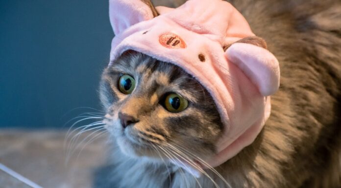 From Homeless to Famous: How One Cat’s Life Changed Forever