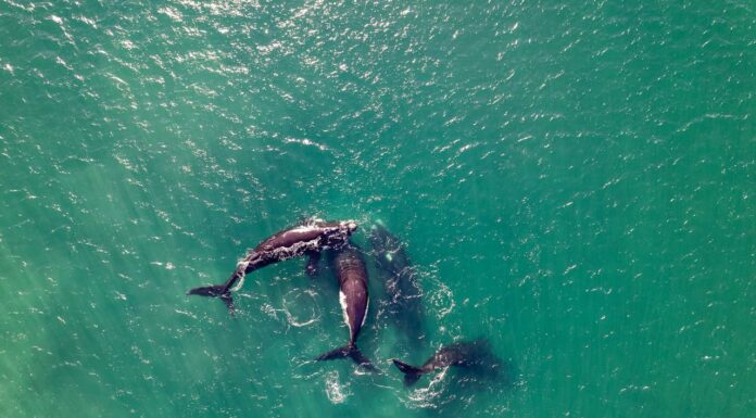 Largest Orca Pod Filmed—Are They Meeting for a Purpose?