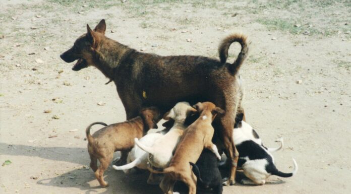 Why Is This Stray Dog Crying? Her Story Will Shatter You