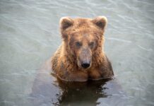 Nature’s Cutest Swimmers: Bear Mom and Cubs Take the Plunge
