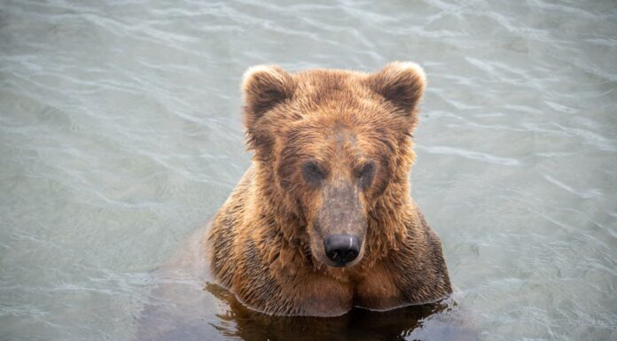 Nature’s Cutest Swimmers: Bear Mom and Cubs Take the Plunge