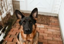 Why This Dog Refuses to Leave the Door Will Break Your Heart