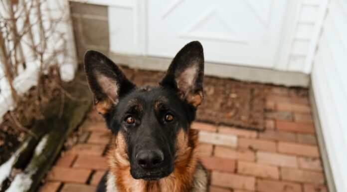 Why This Dog Refuses to Leave the Door Will Break Your Heart