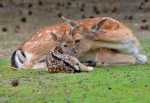 Love Without Limits: Why Moms Are the Same in Every Species