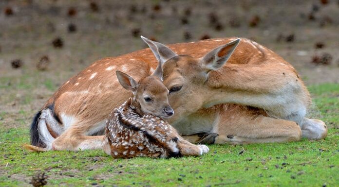 Love Without Limits: Why Moms Are the Same in Every Species